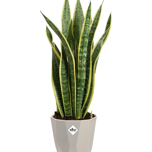 Elho Cache-pot B for rock gris