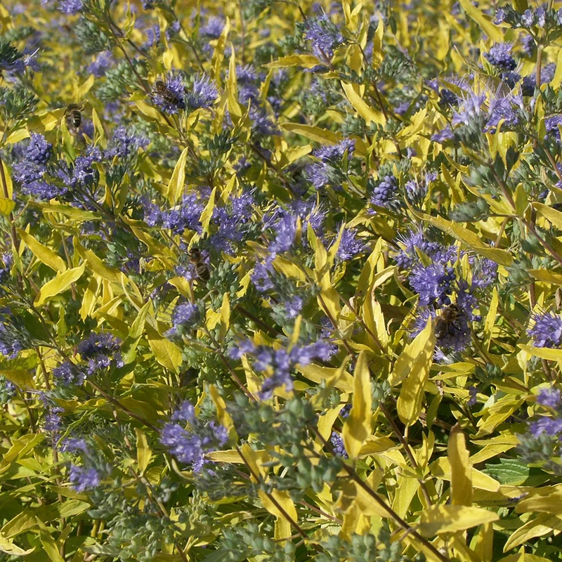 Caryopteris Worcester Gold