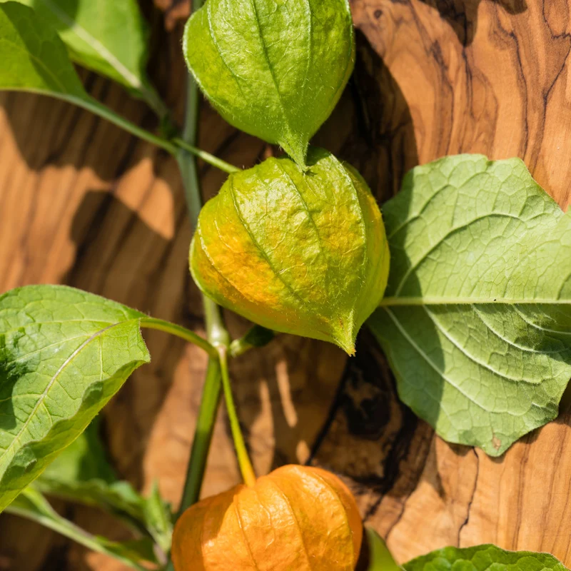 3 Plants de Coqueret du Pérou