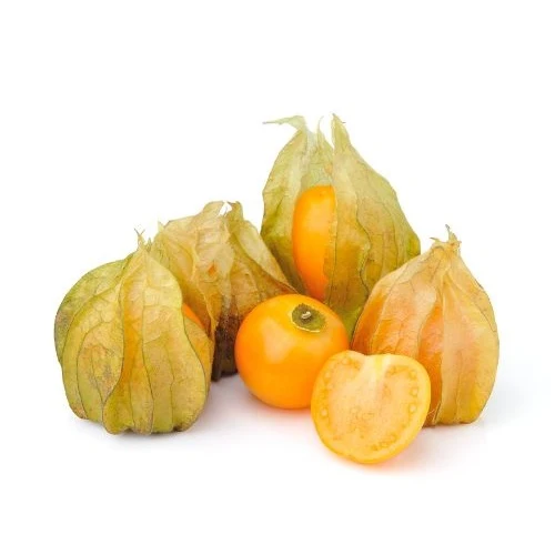 3 Plants de Coqueret du Pérou