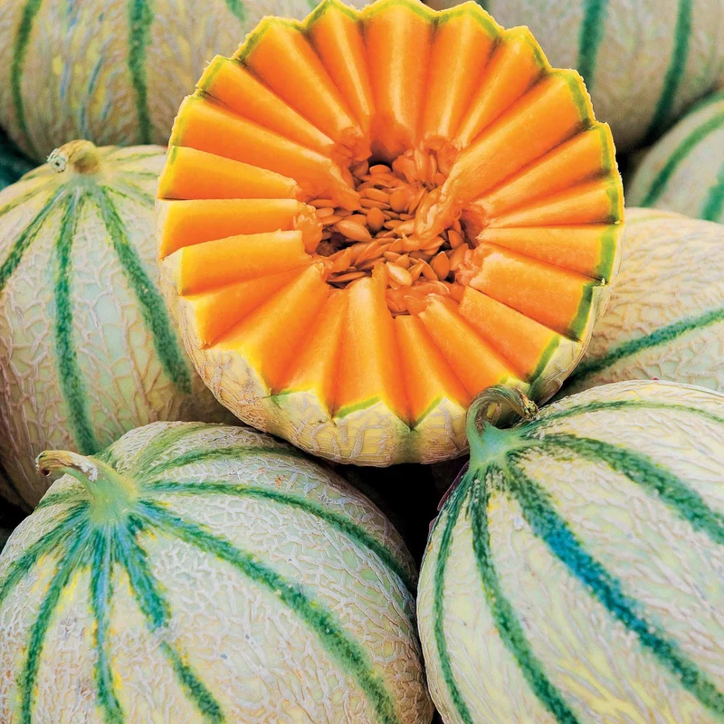 Melon Rubens F1 (Obt. Clause)