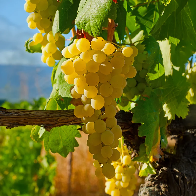 Vigne fraise Noah
