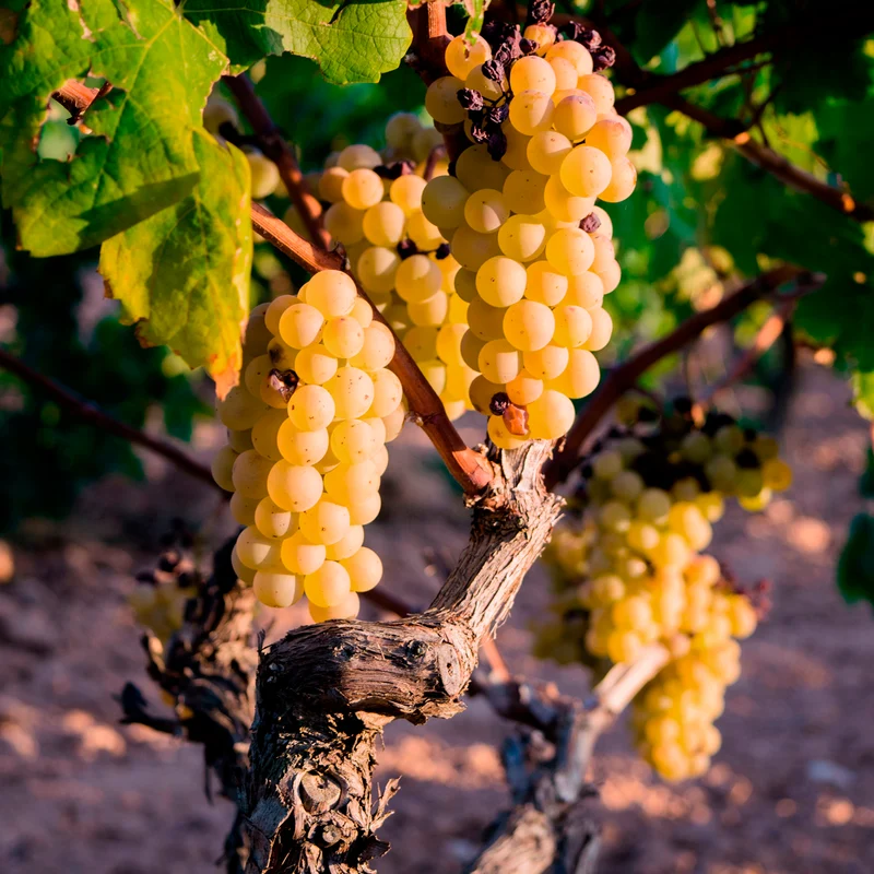 Vigne fraise Noah