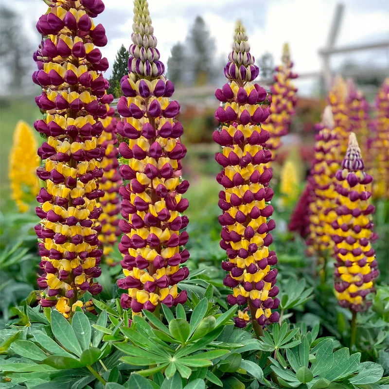 Lupin Manhattan Lights®