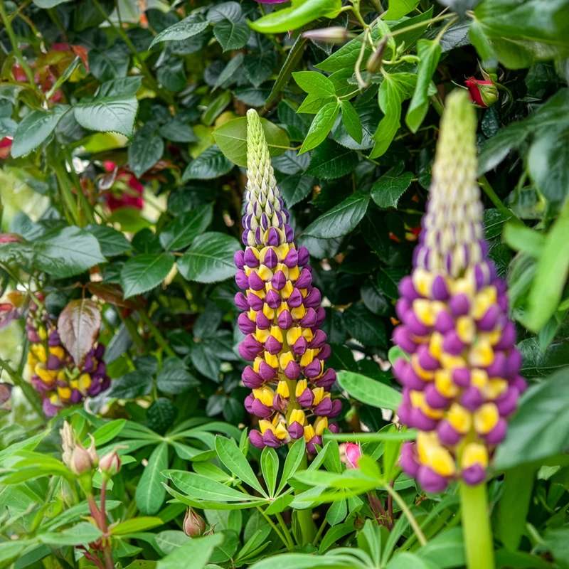 Lupin Manhattan Lights®