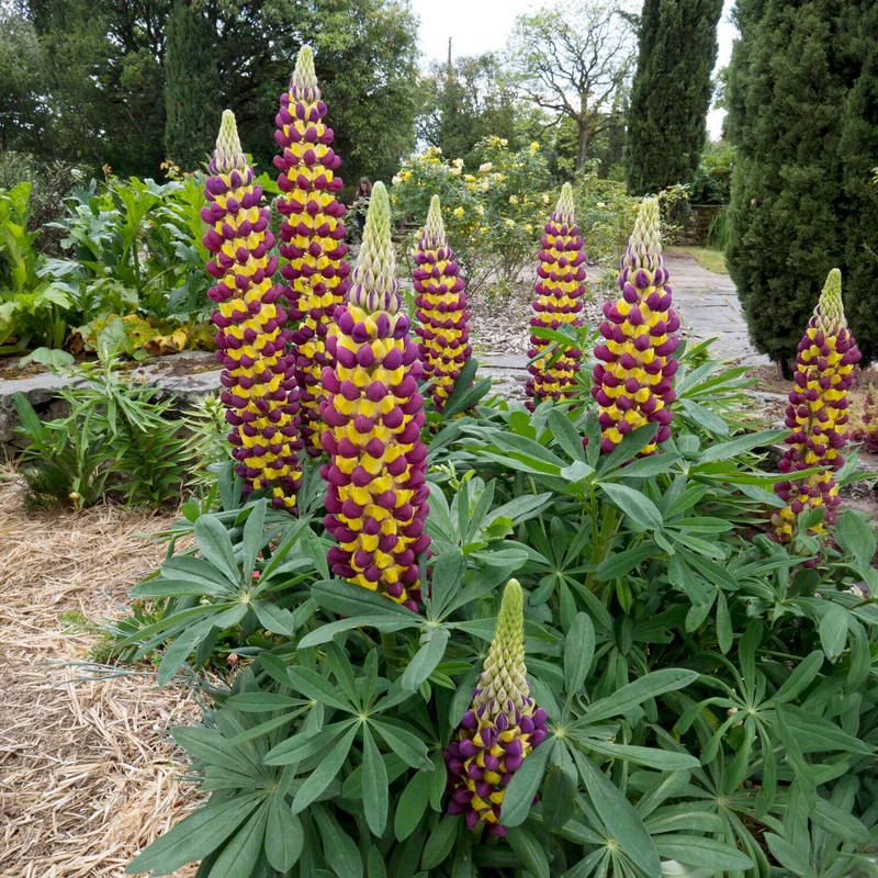 Lupin Manhattan Lights®