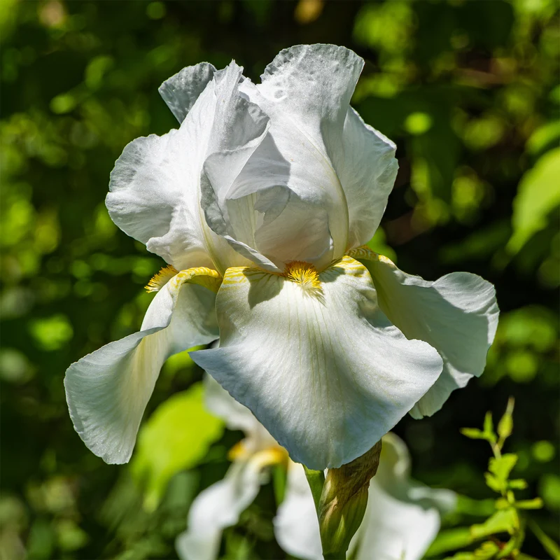 Iris de jardin Wedding Bouquet