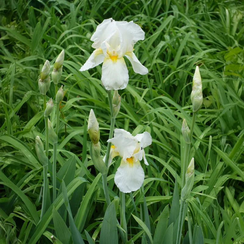 Iris de jardin Wedding Bouquet