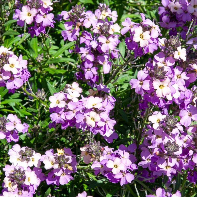 Giroflée Poem Lavender