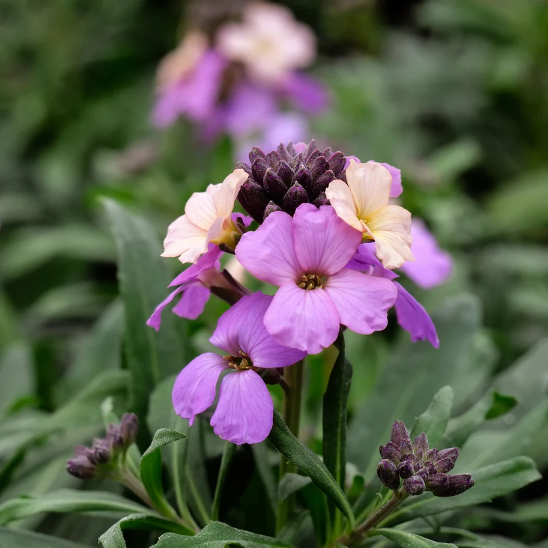 Giroflée Poem Lavender