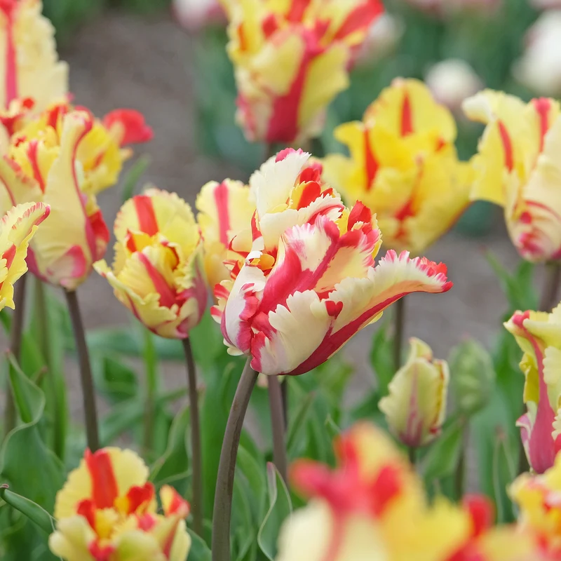 Tulipe perroquet Flaming Parrot