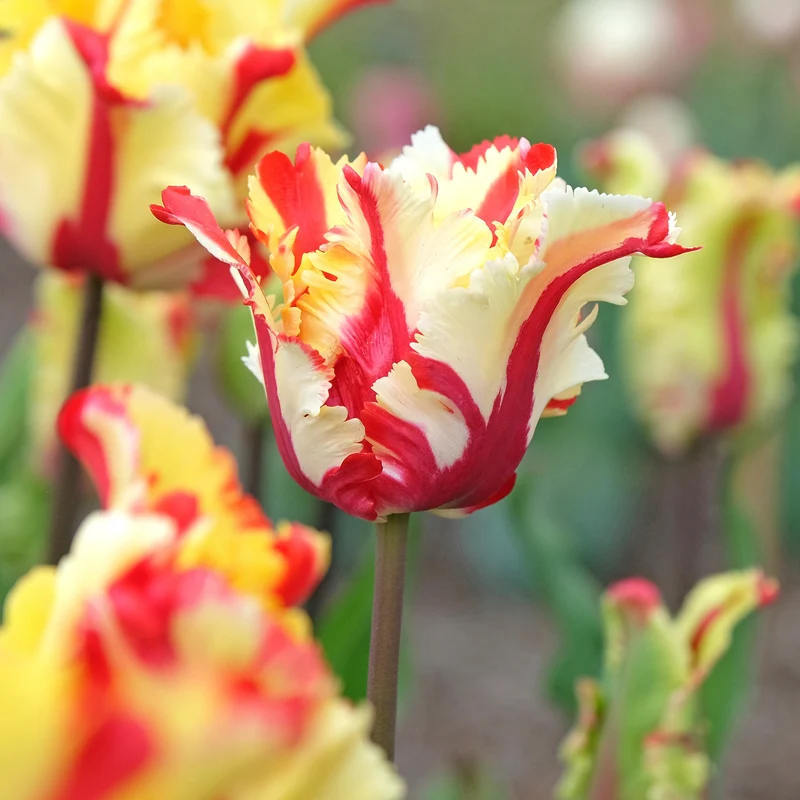 Tulipe perroquet Flaming Parrot