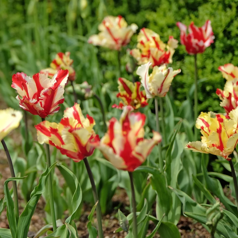 Tulipe perroquet Flaming Parrot