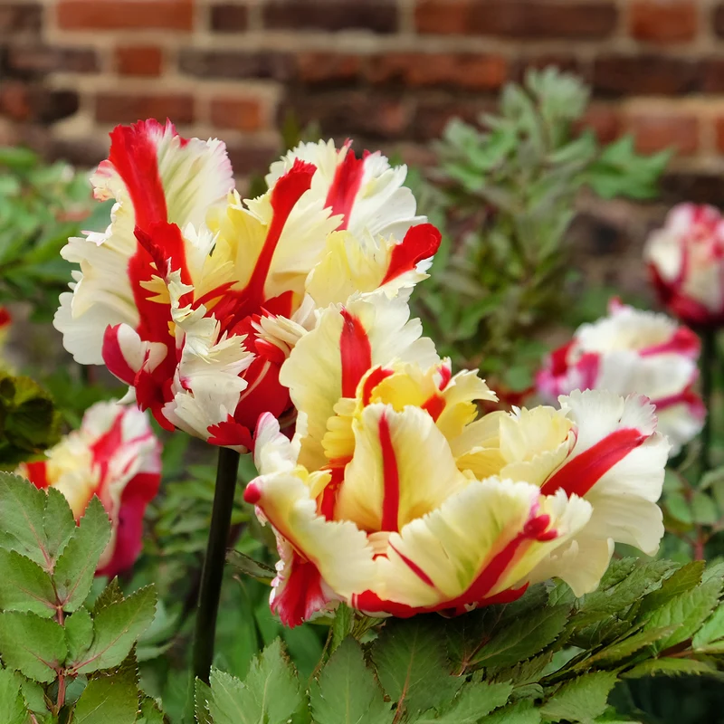 Tulipe perroquet Flaming Parrot