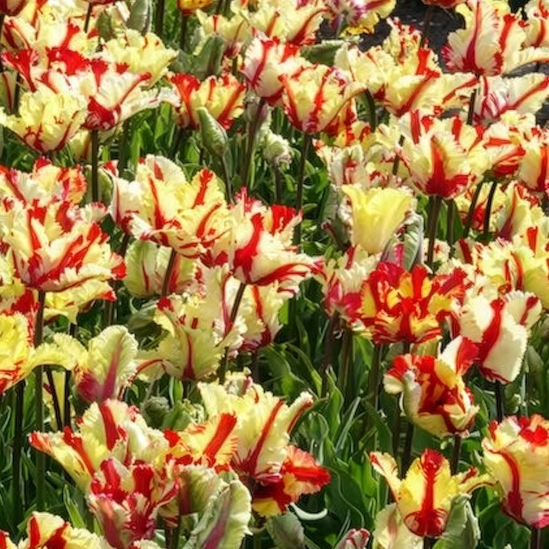 Tulipe perroquet Flaming Parrot