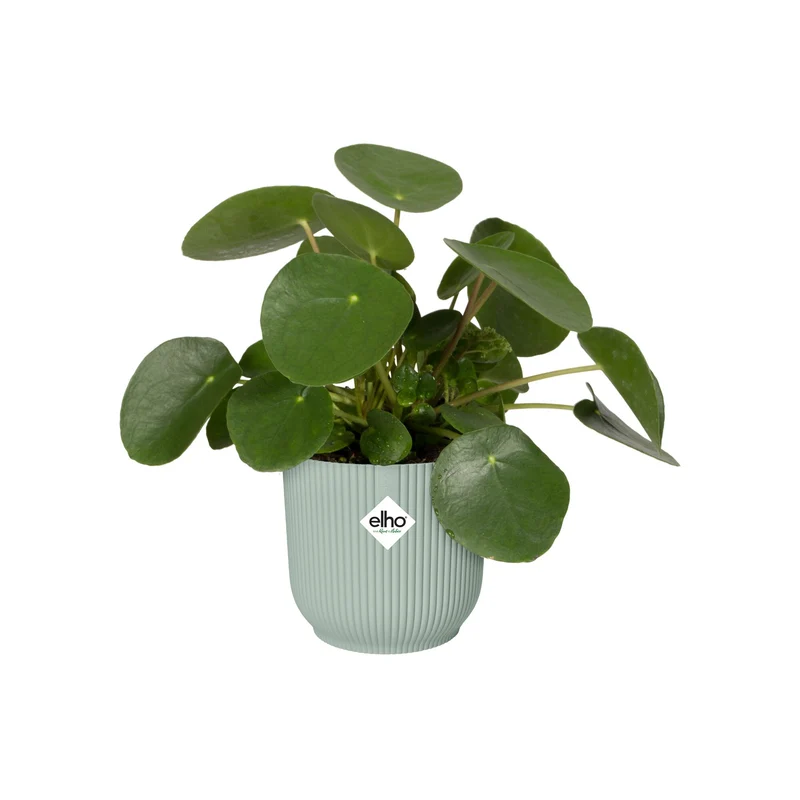 Cache-Pot Vibes fold rond Vert sorbet ELHO