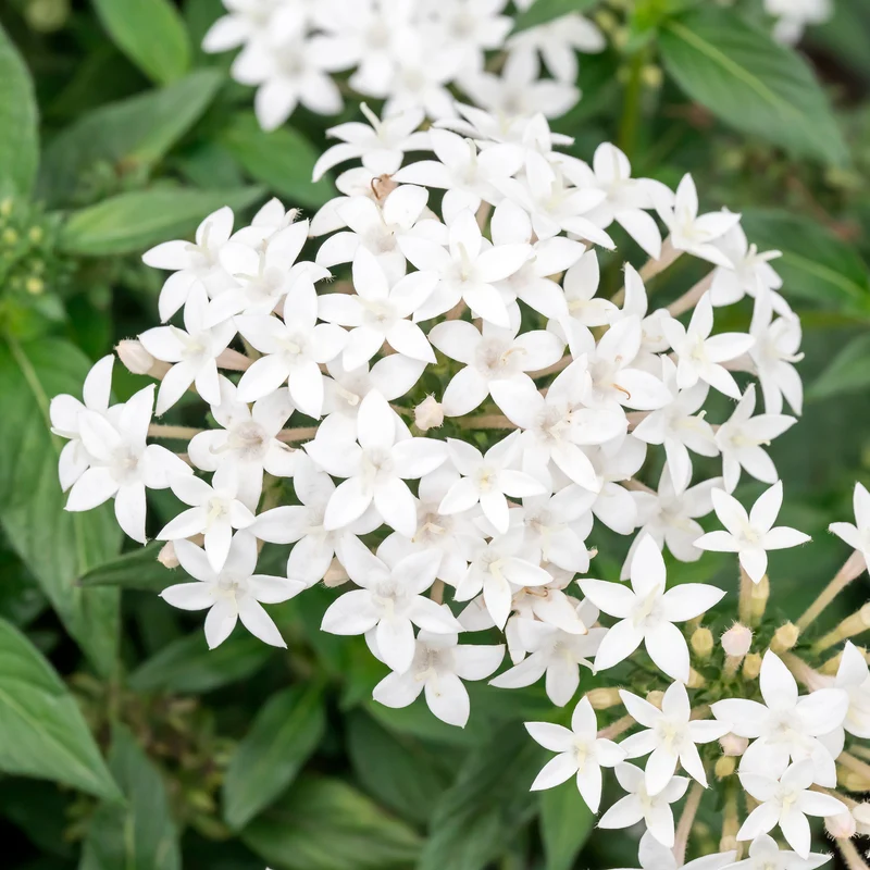 Pentas blanc