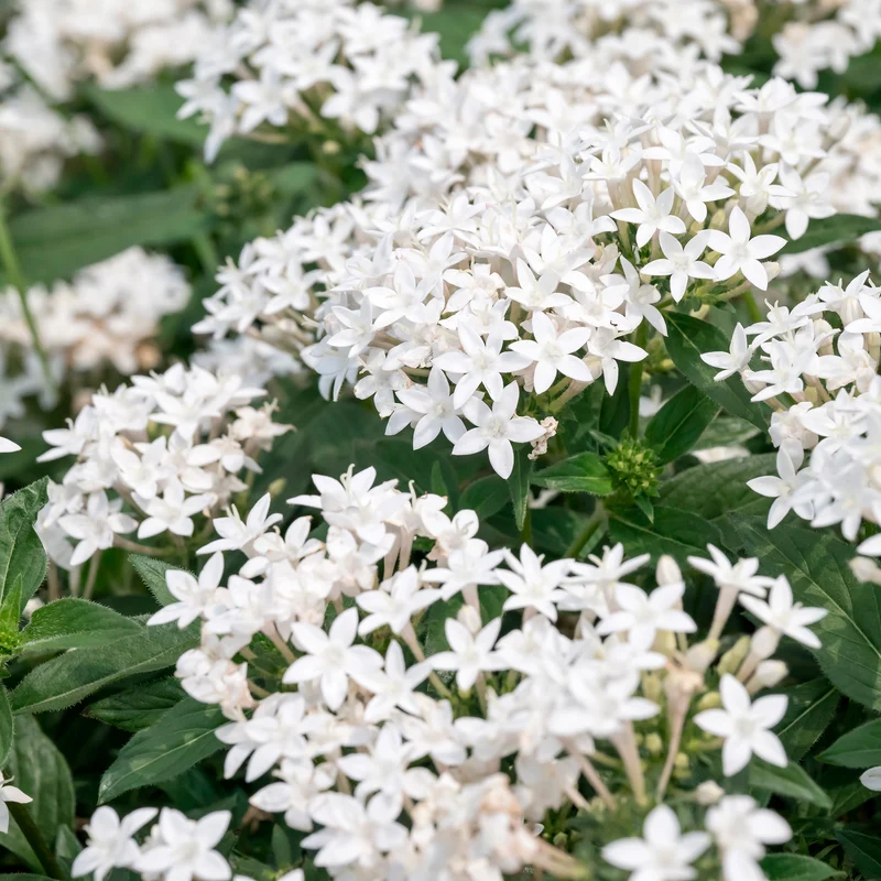 Pentas blanc