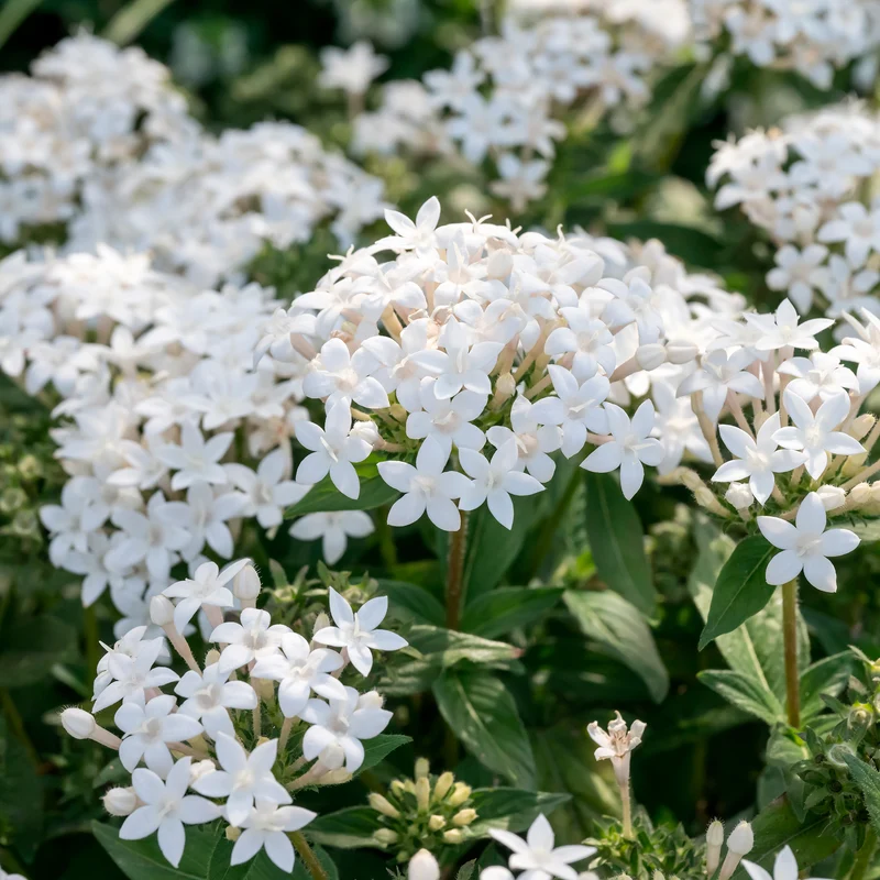 Pentas blanc