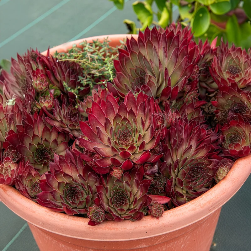 Joubarbe Chick Charms® Butterscotch Baby - Sempervivum