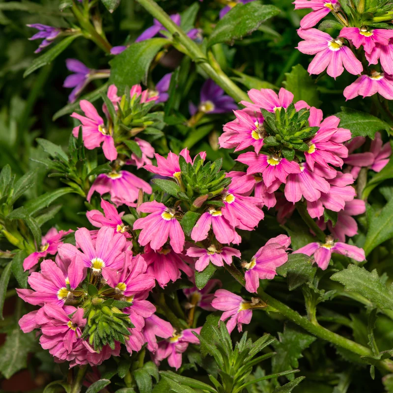Scaevola Baby Pink Touch