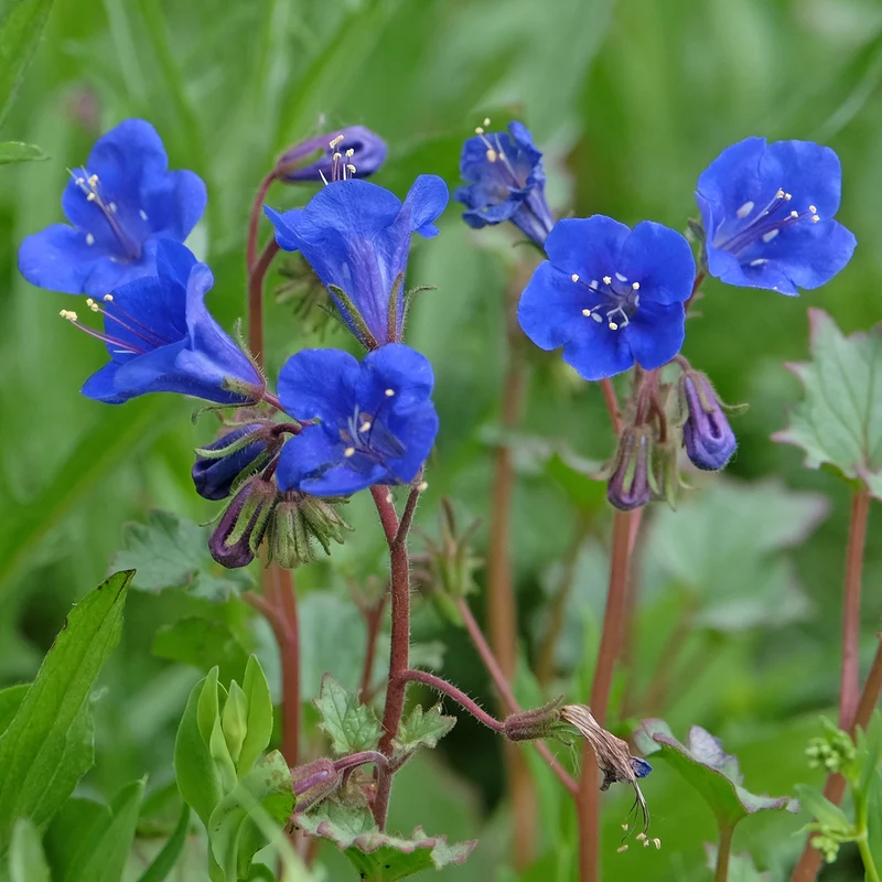 Phacelie Blue Bell