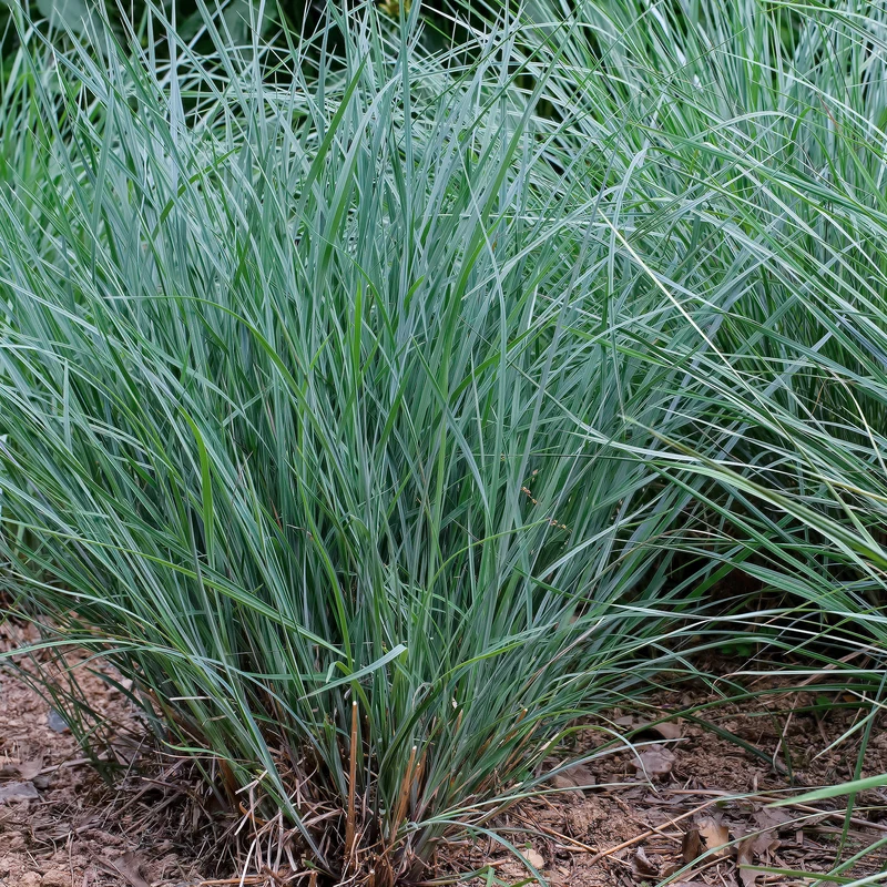 Andropogon Prairie Blues