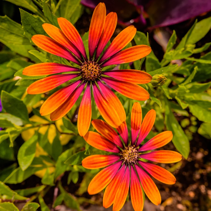 Marguerite du Cap Purple Sun - Osteospermum