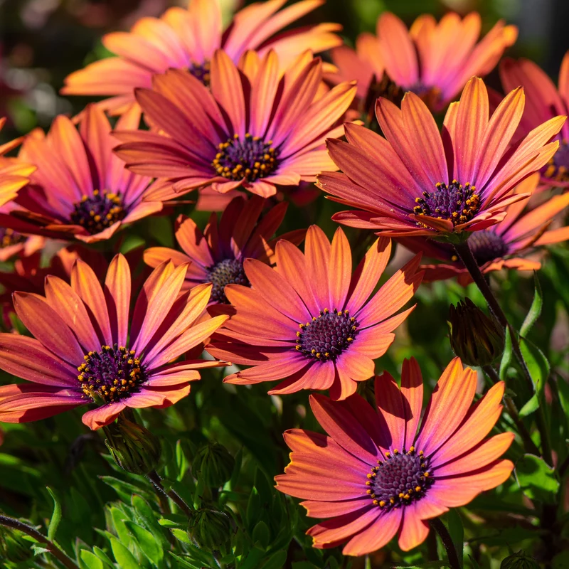 Marguerite du Cap Purple Sun - Osteospermum