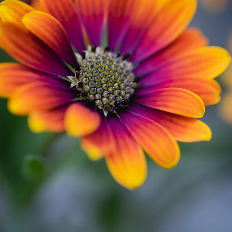 Marguerite du Cap Purple Sun - Osteospermum