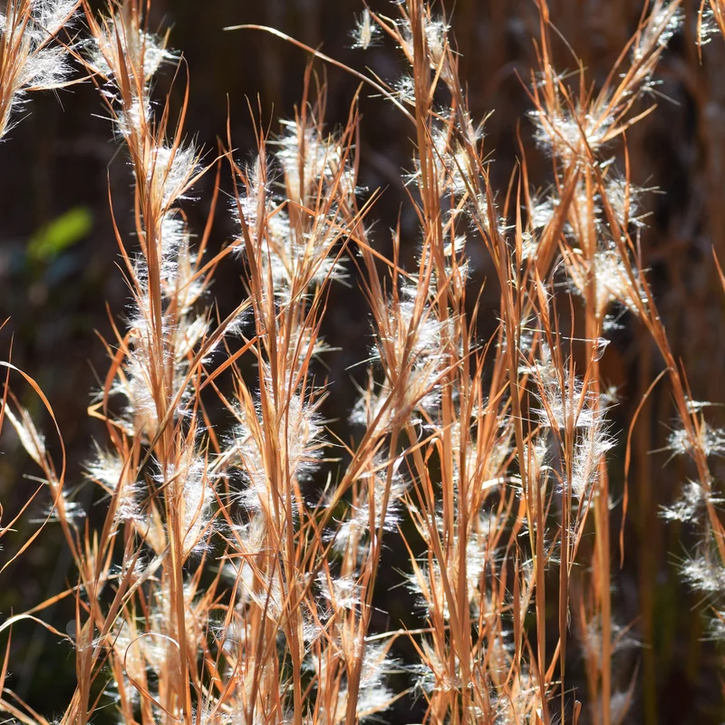 Andropogon - Barbon fendu