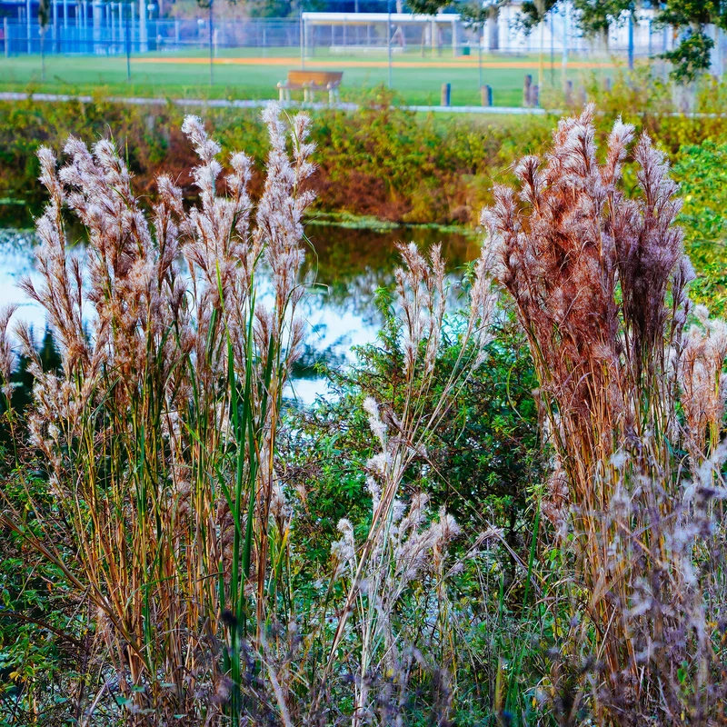 Andropogon - Barbon fendu
