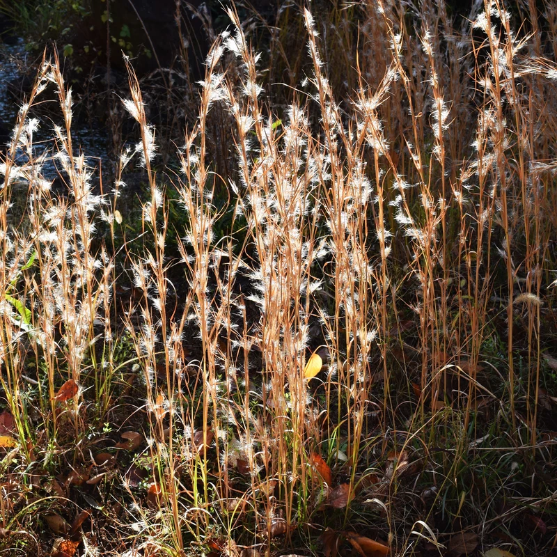 Andropogon - Barbon fendu