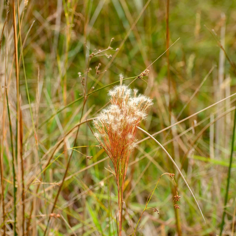 Andropogon - Barbon fendu