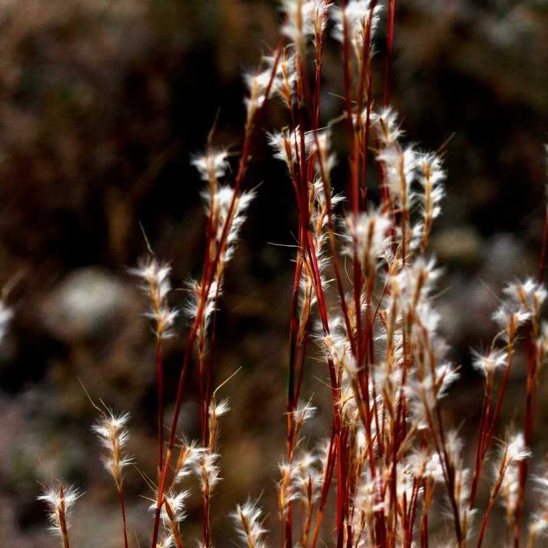 Andropogon - Barbon fendu