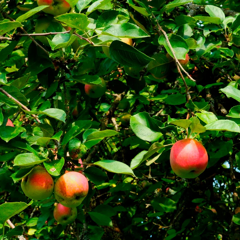 Pommier Braeburn