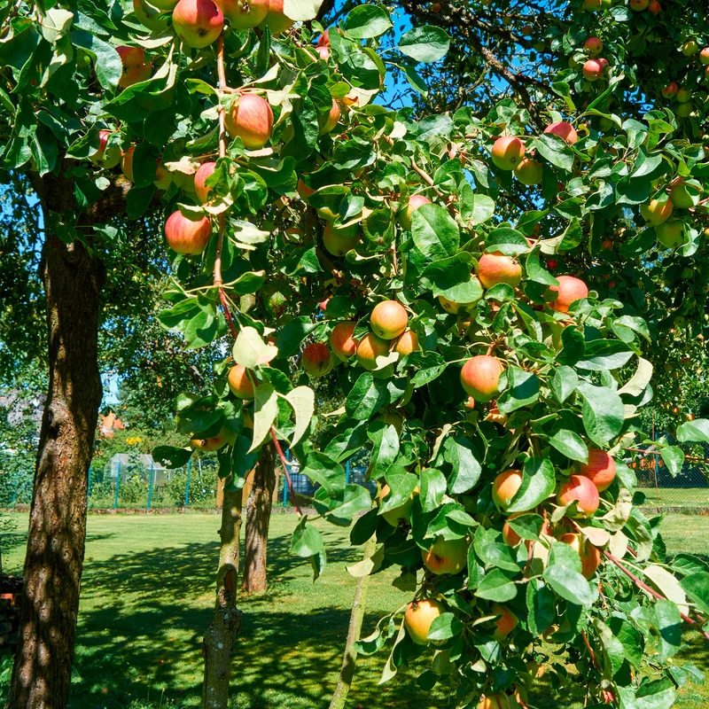 Pommier Braeburn