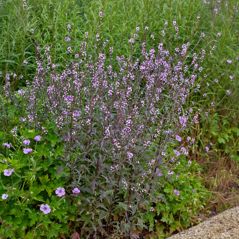 Verveine officinale Bampton