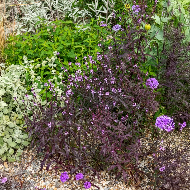 Verveine officinale Bampton