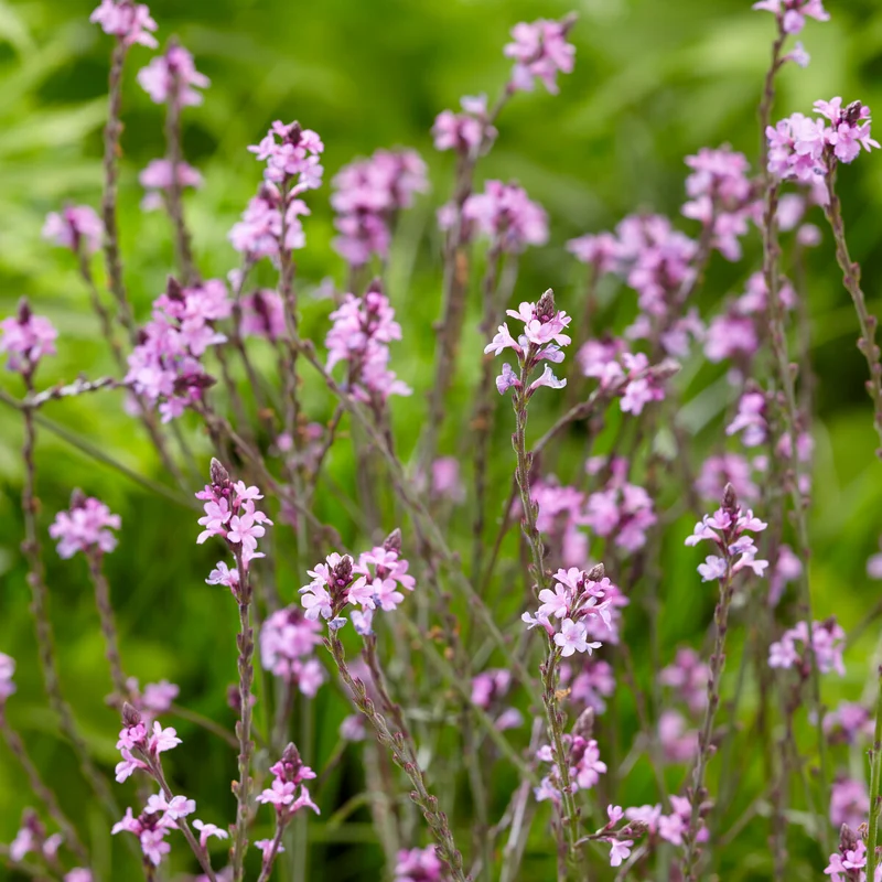 Verveine officinale Bampton