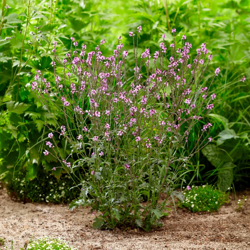 Verveine officinale Bampton