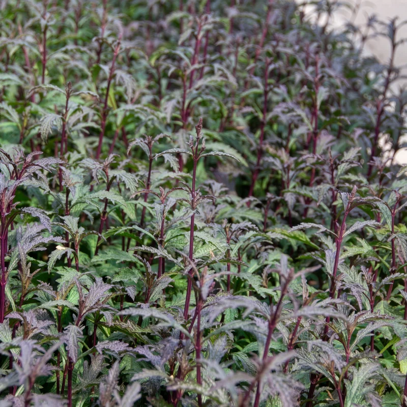 Verveine officinale Bampton