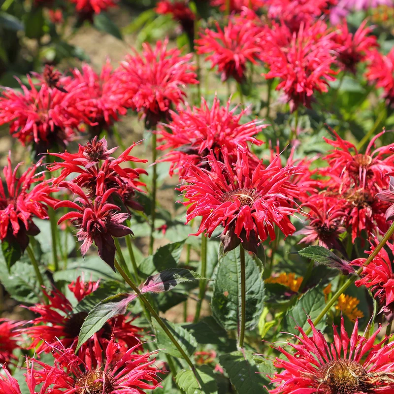 Monarde écarlate