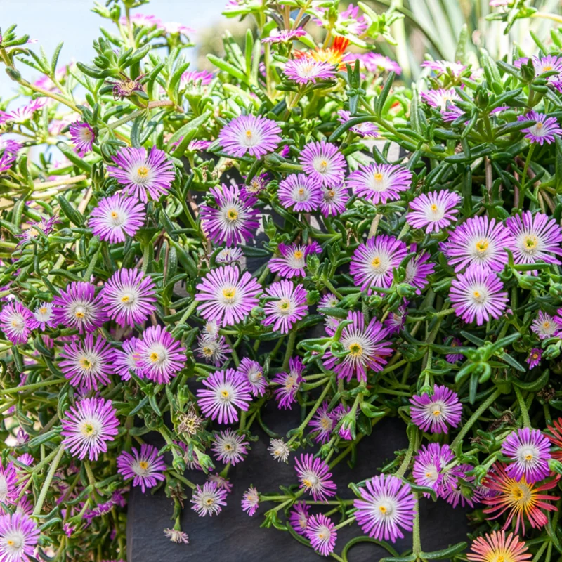 Delosperma Wheels of Wonder® Violet