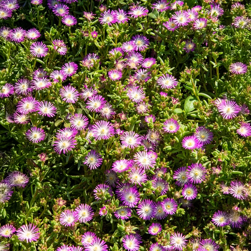 Delosperma Wheels of Wonder® Violet