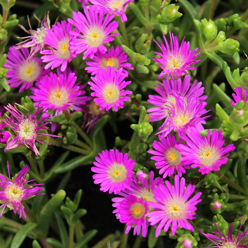 Delosperma Wheels of Wonder® Violet