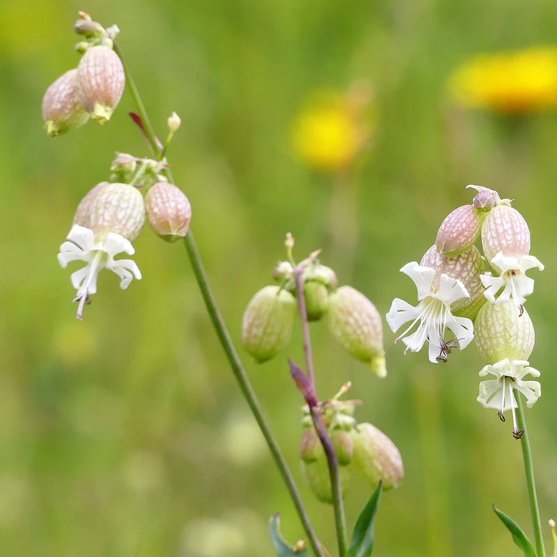 Silene enflé