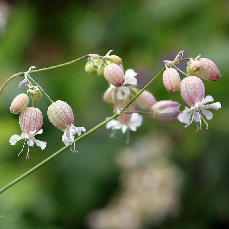 Silene enflé