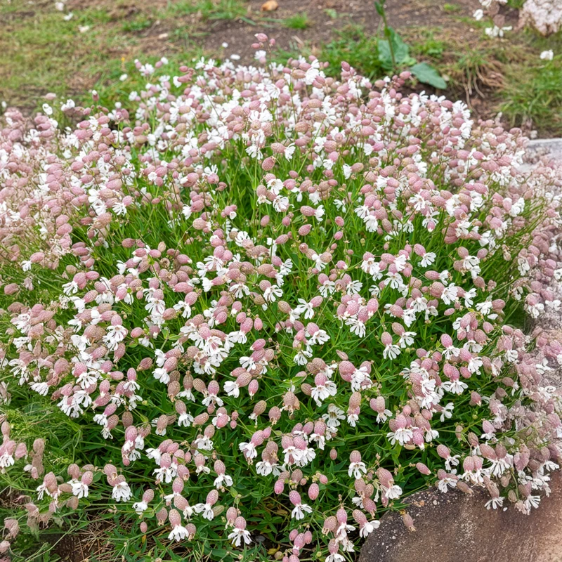 Silene enflé