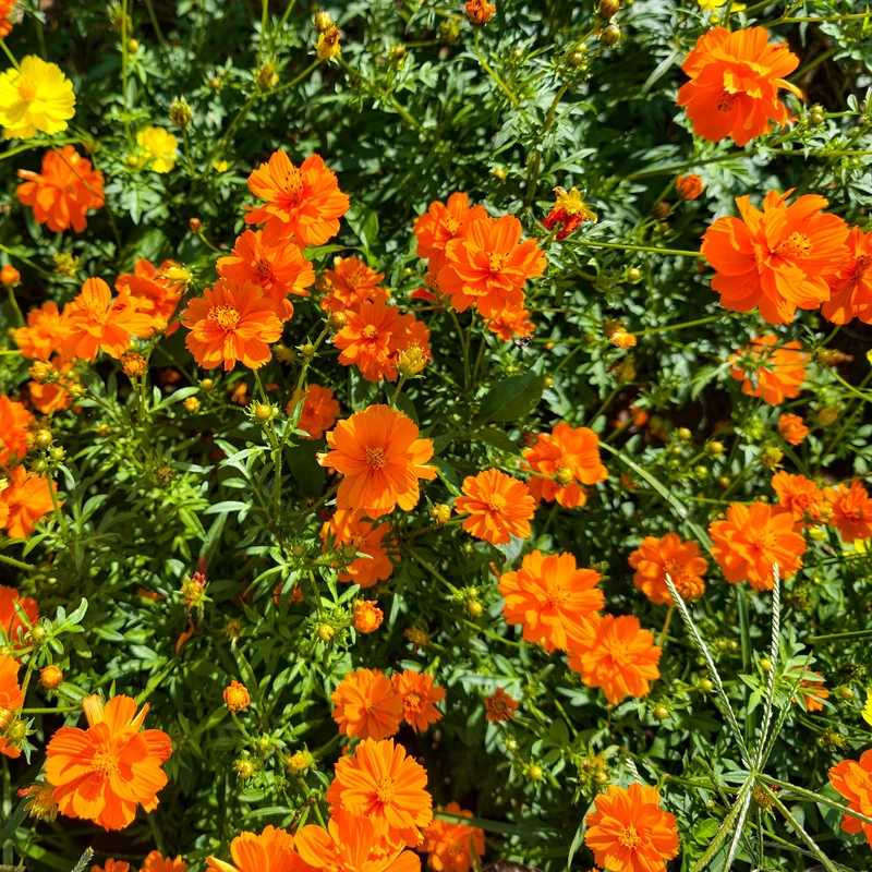 Cosmos Brightlights